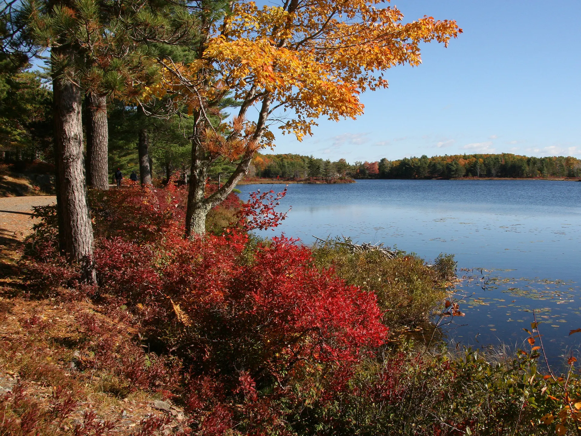 Herbstlich gefärbter Wald am Wasser im Acadia-Nationalpark.